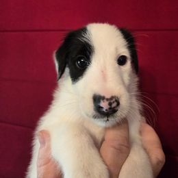 Casper - White and black male Smooth Fox Terrier puppy in Lake City, Florida from Providence Kennels