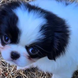 Boy 2 - Black tan and white male Japanese Chin puppy in Salem, Oregon from Chinnychinchinofsalem
