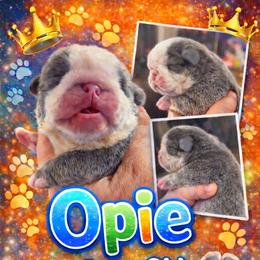 Opie - Blue tri-color male Bulldog puppy in Seneca, South Carolina from Burrell’s Bulldog Kingdom