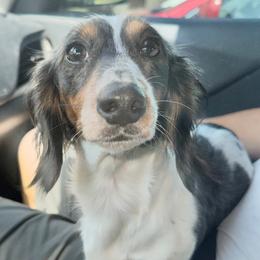 Savanna - Dachshund