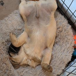 Tatter Tot - Fawn male Pug puppy in Lula, Georgia from Lovable Squished Faces