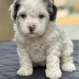 Jynxx - Tri-color female Cavapoo puppy in Mona, Utah from Hearts Full of Puppies