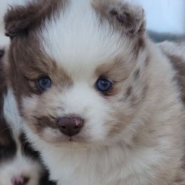 Merle boy - Merle male Pomsky puppy in Gladstone, Virginia from Rustic Charms Miniature Huskys