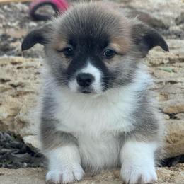 Bashful - Red male Pembroke Welsh Corgi puppy in Stephenville, Texas from Rising JM Pembrokes