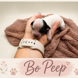Bo Peep - Piebald female Dachshund puppy in Waco, Georgia from Huff Family Doxies & Doodles