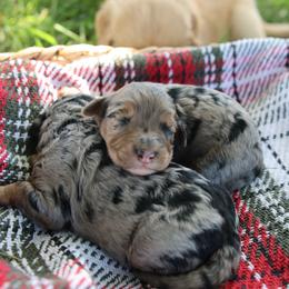 Cartier - Merle male Goldendoodle puppy in Hobbs, New Mexico from Goldie Locks Golden Retrievers & Doodles