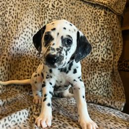 Baby Ruth - White and black female Dalmatian puppy in Austin, Texas from Dazzling Dalz