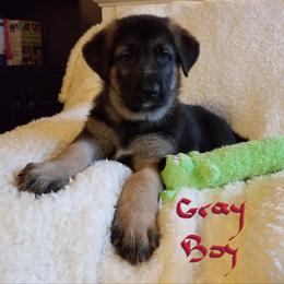 German Shepherd Puppies from Sevilla German Shepherds