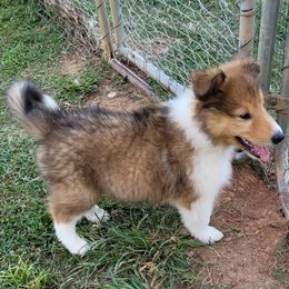 Collie Puppies from Country Haven Collies
