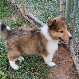 Collie Puppies from Country Haven Collies