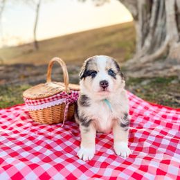 Australian Shepherd and Miniature American Shepherd Puppies from Alolan Angel Aussies