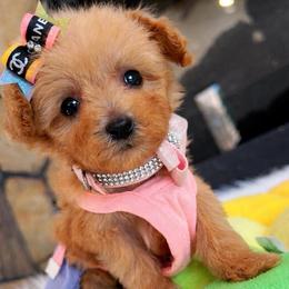 FRIDA - Apricot female Maltipoo puppy in Sugar Land, Texas from Celebrity Maltipoos