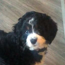 Bernedoodles from Sandi Piercy