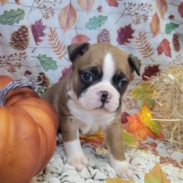 M2 - Seal and white male Boston Terrier puppy in Wilson, North Carolina from Chrysco Boston Terriers