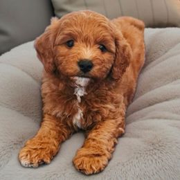 Snickers - Red  male Goldendoodle puppy in Glenford, Ohio from Mi-De Doodles