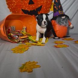 Carlos - Black brindle and white male Boston Terrier puppy in London, Kentucky from Puppy Love