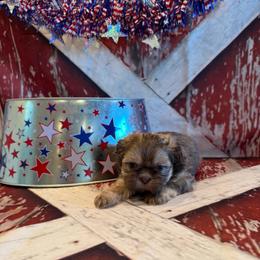 Maria - Liver female Shih Tzu puppy in Success, Missouri from Sweet Success