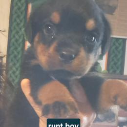 Boy 2 - Black and mahogany male Rottweiler puppy in De Witt, Iowa from Irish Eyes Kennels
