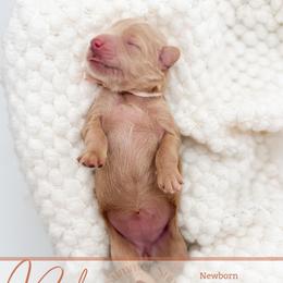 Palmer - Apricot female Goldendoodle puppy in California City, California from Summer Sun Doodles