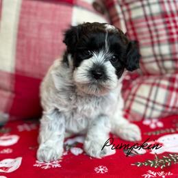 Pumpkin - Black and chalk female Australian Labradoodle puppy in Nashville, Tennessee from SF Australian Labradoodles
