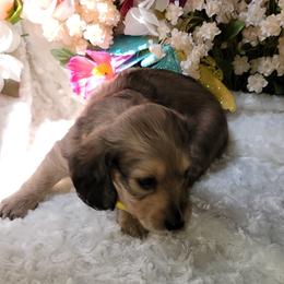 Dachshund Puppies from CLARK'S BREEDING PROGRAM