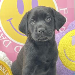Purple - Black male Labrador Retriever puppy in Heath Springs, South Carolina from Rich Hill Retrievers
