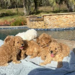 Cavapoo Puppies from Lucy Lou’s Cavapoos