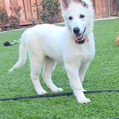 Berger Blanc Suisse Puppies from Absolute Dream White Swiss Shepherds