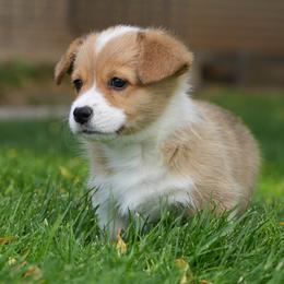 Cherry - Red female Pembroke Welsh Corgi puppy in Elberta, Utah from 3F Farms- Pembroke Welsh Corgis and Irish Wolfhounds