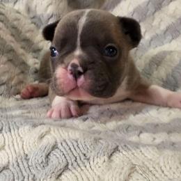 Boy 1 - Blue fawn male French Bulldog puppy in Cabool, Missouri from Shannon French Bulldogs