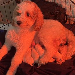 Cavapoo puppies from Taylia's Cavapoos