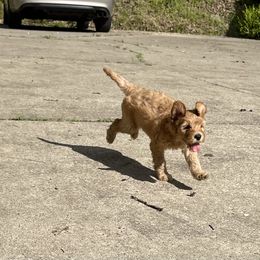Goldendoodle Puppies from Coal Country Doodles