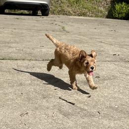 Goldendoodle Puppies from Coal Country Doodles