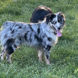 Johnny - Miniature Australian Shepherd