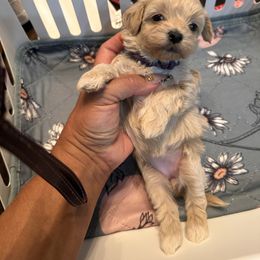 Female-Purple - Apricot female Maltipoo puppy in Southern,, California from Maltipoo Tiny Pups