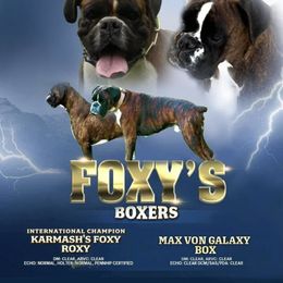 Boxer puppies from Roxy’s Boxers