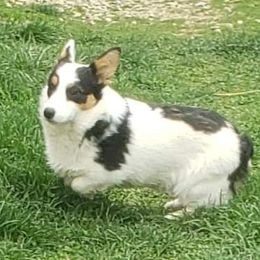 Marshmellow - American Corgi