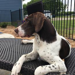 Baxter - German Shorthaired Pointer