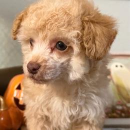 Boy 2 - Apricot male Poodle puppy in Kidder, South Dakota from Continental Cavaliers
