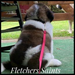 Saint Bernard Puppies from Fletchers Saints