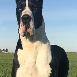 Great Dane All Grown Up from GEM Danes