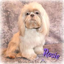 Shih Tzus from Miracle Shih Tzu