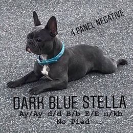 Stella - French Bulldog