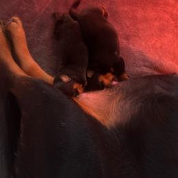 Red Male - Black and tan male Rottweiler puppy in Indianapolis, Indiana from Rottgang Rottweilers
