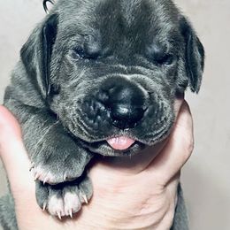 Light Blue - Great Dane puppy from 10 Acre Danes LLC