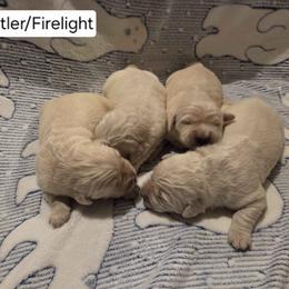 Whistler Girl 1 - Golden female Golden Retriever puppy in Niles, Michigan from Composer Goldens