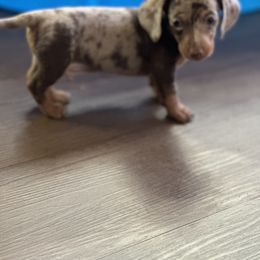 Dachshund Puppies from Rosey dachshund