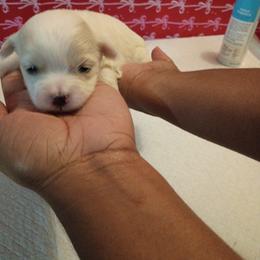 Girl I - White female Mal-Shi puppy in Boca Raton, Florida from Tina-Marie's Pups