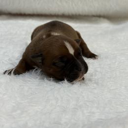 Male 3 - Red and white male Staffordshire Bull Terrier puppy in Lakeland, Florida from English Creek Staffords
