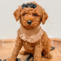 Whitney - Red  female Goldendoodle puppy in Iola, Texas from Supreme Doodles of Texas
